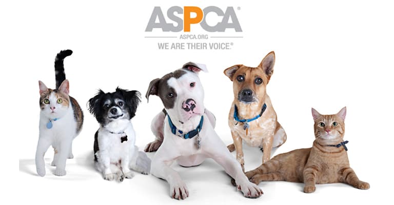 pest control services experts