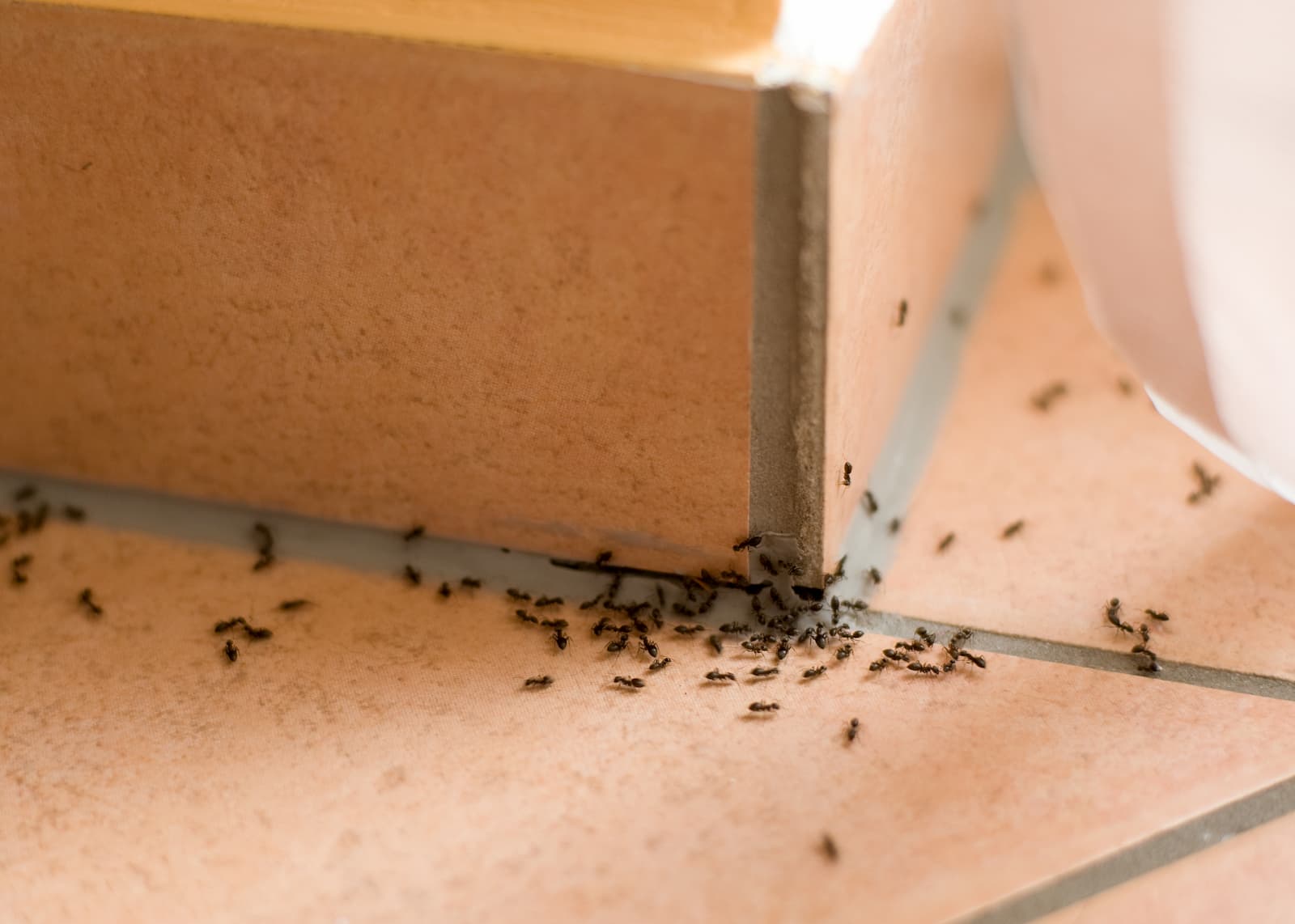 customized pest control services