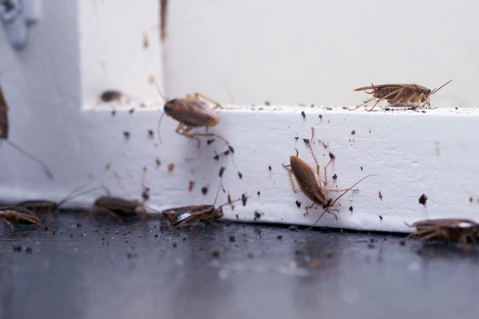 pest control services pros