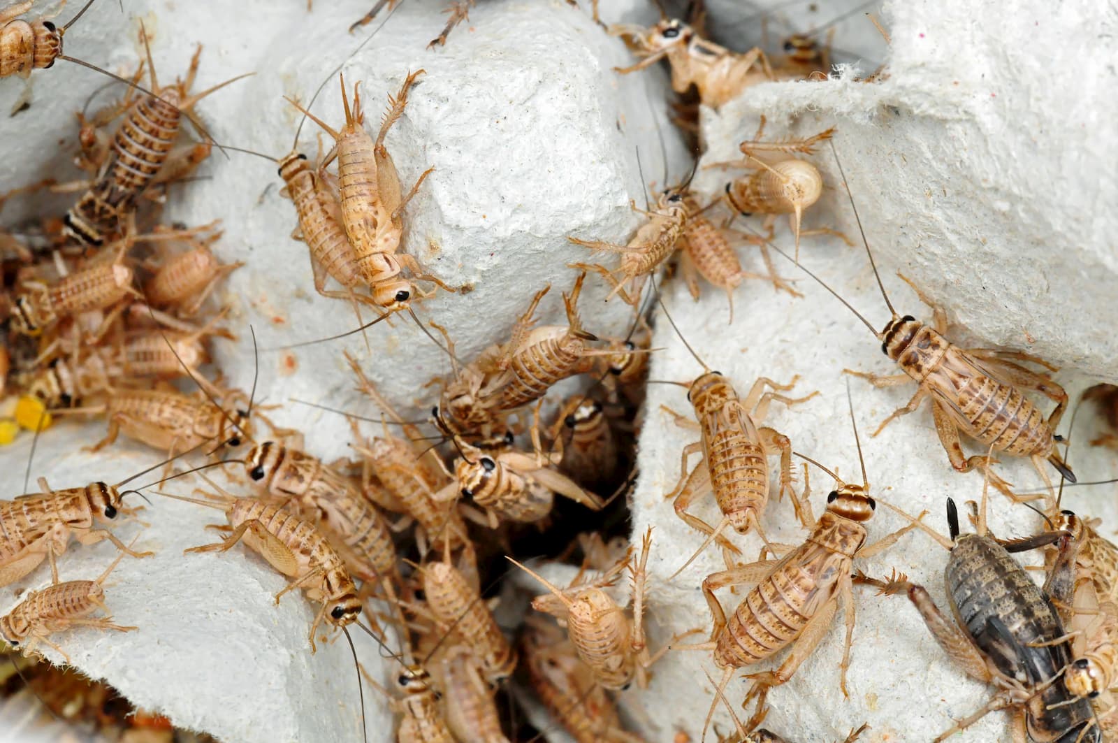 best pest control services