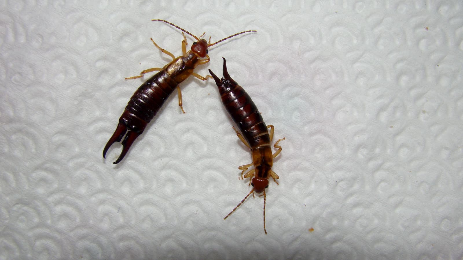pest control services estimate