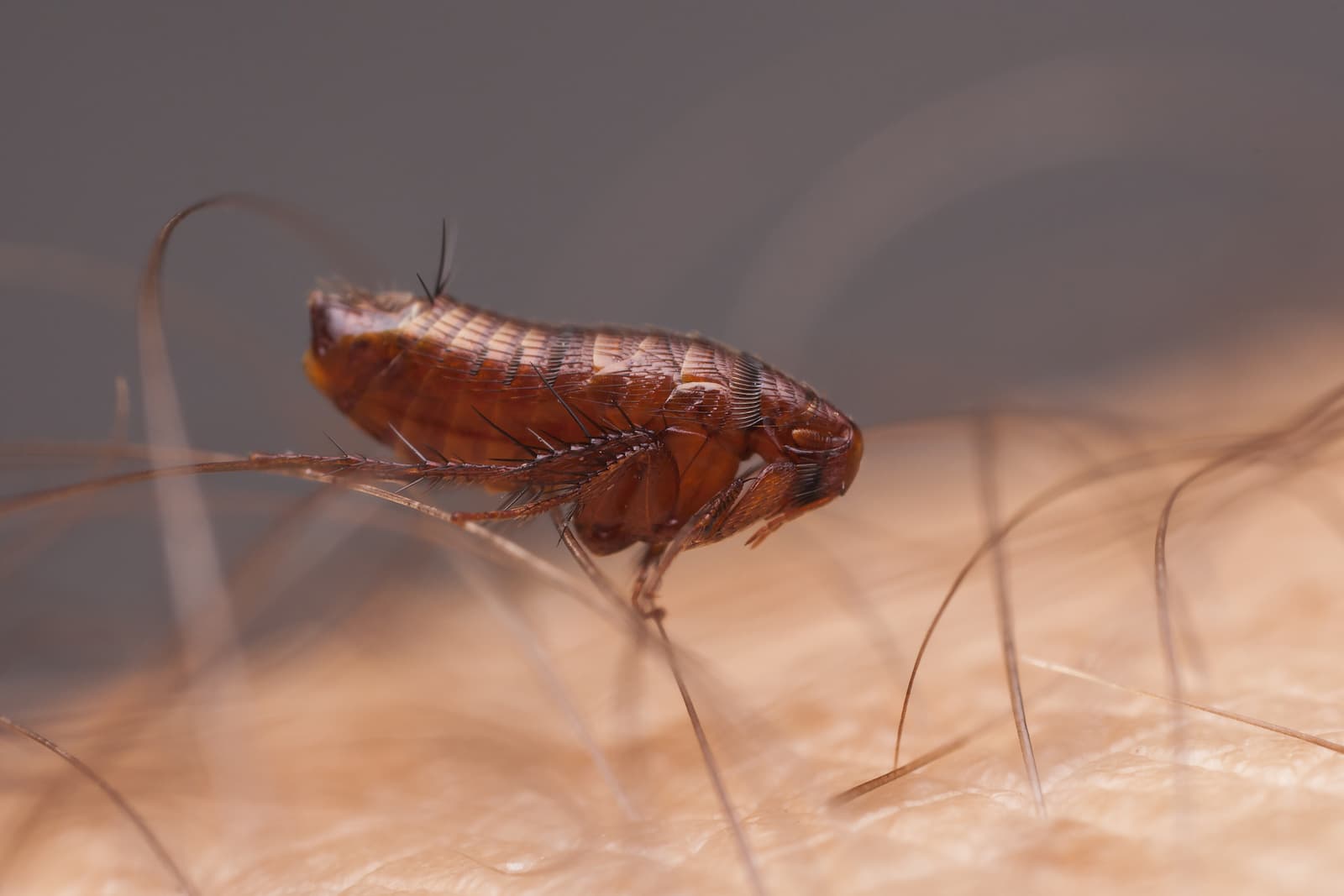 pest control services experts