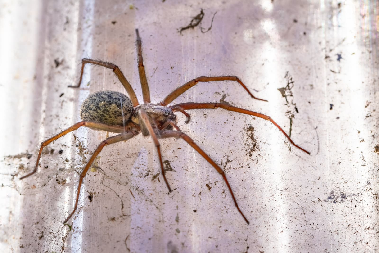 pest control servicescontractors