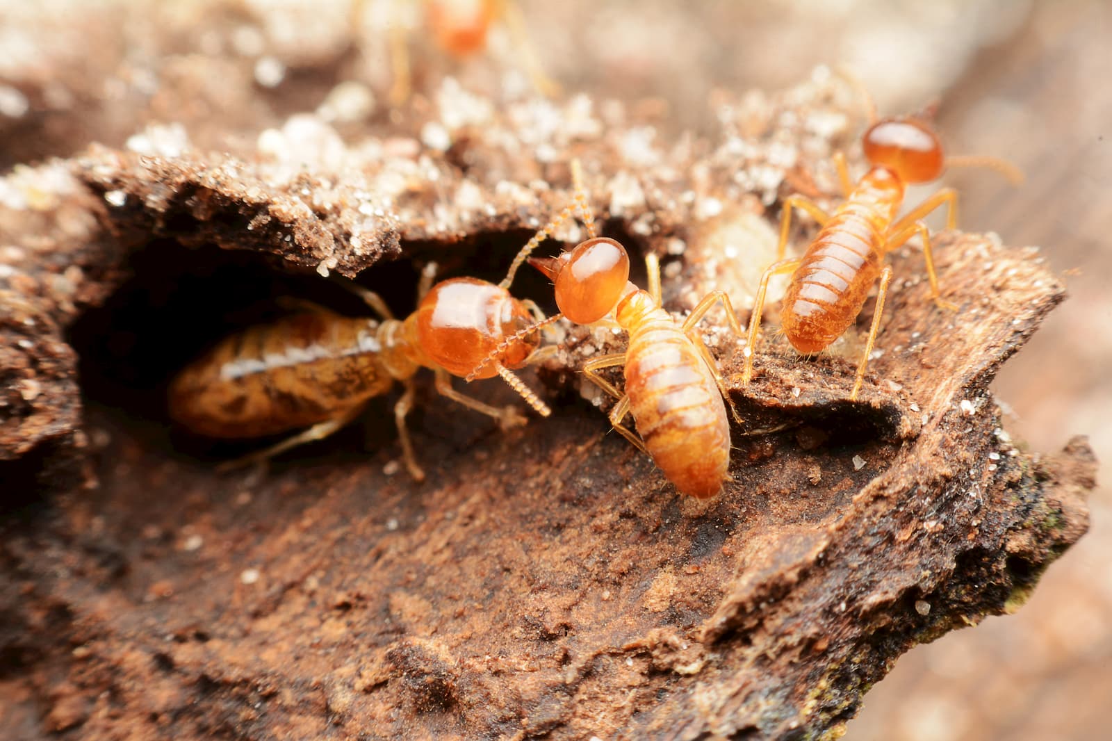 pest control services experts