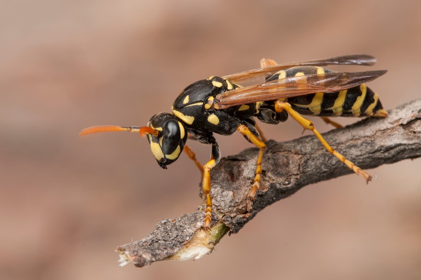 pest control services around me